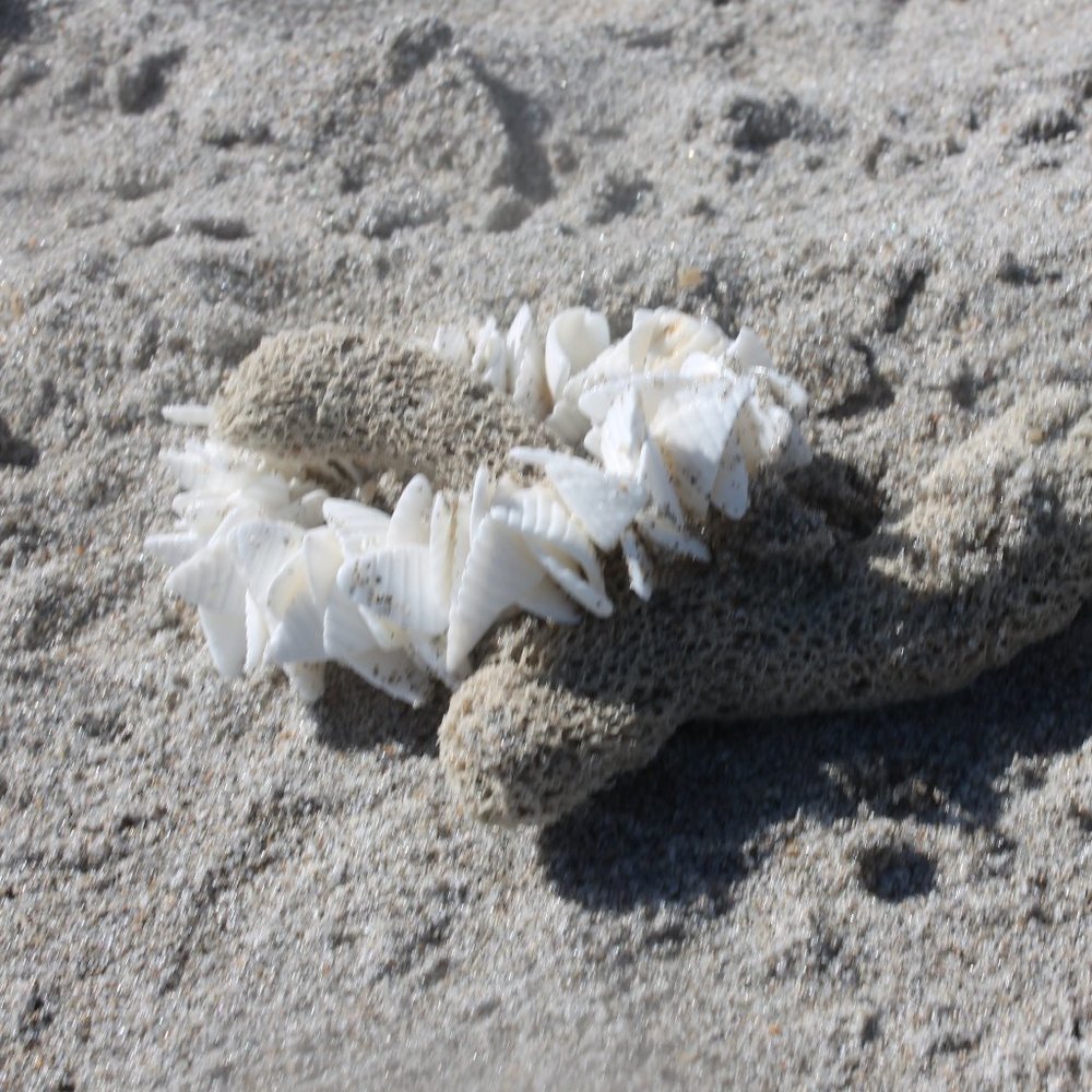 Bermuda Triangle Sea Shell Bracelets - Picture 3 of 5